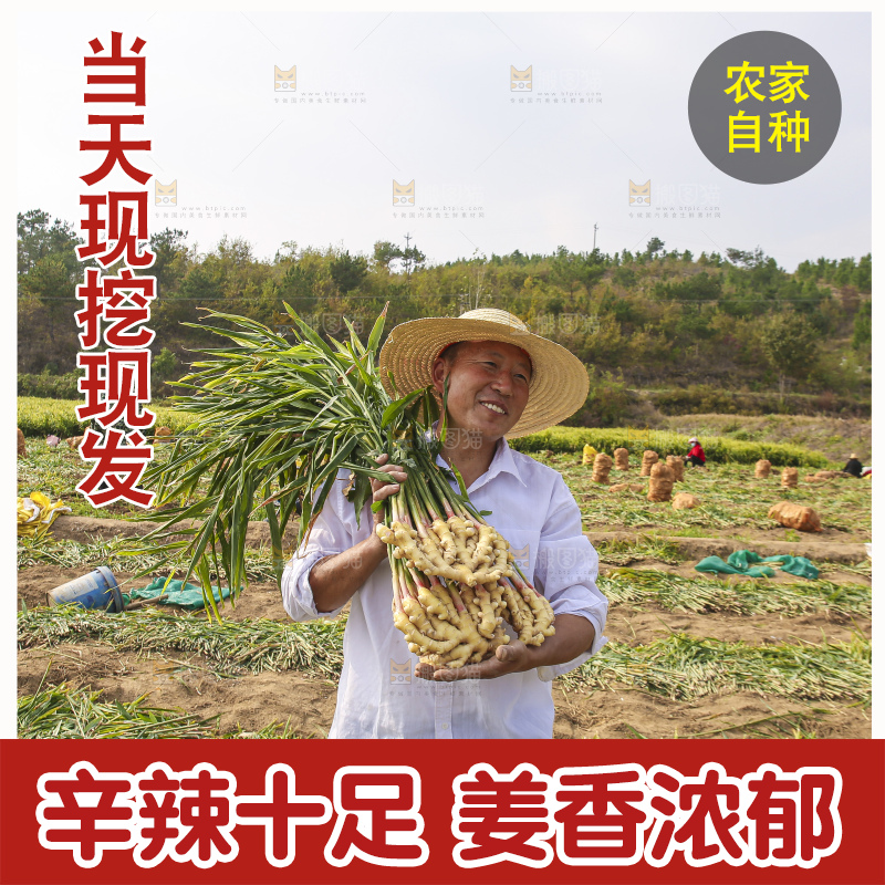 手里拿着新鲜小黄姜
