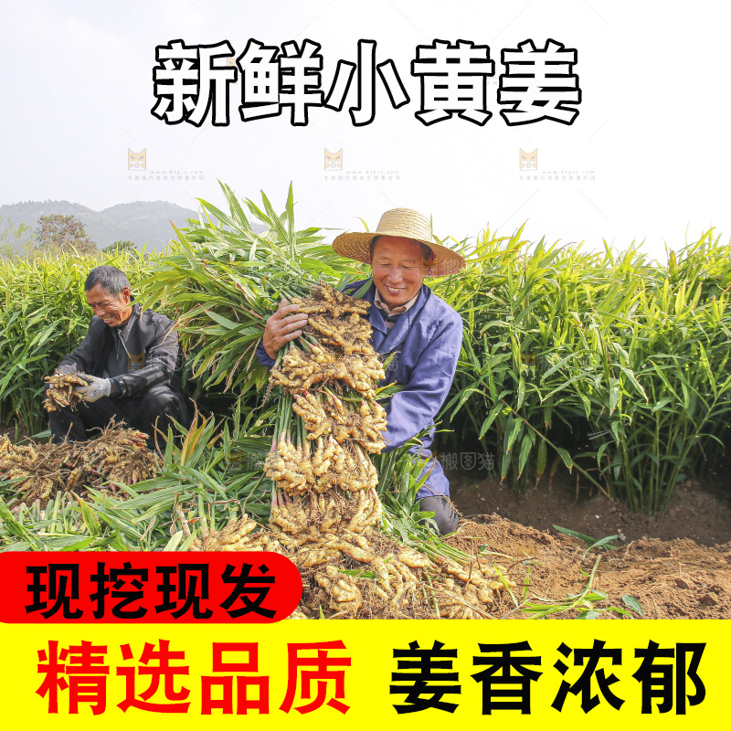 手里拿着新鲜小黄姜