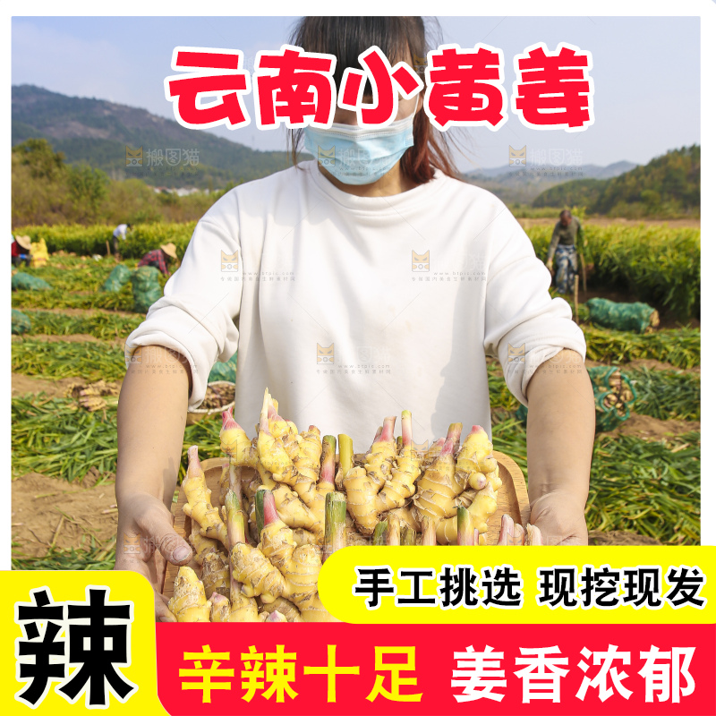 手里拿着新鲜小黄姜