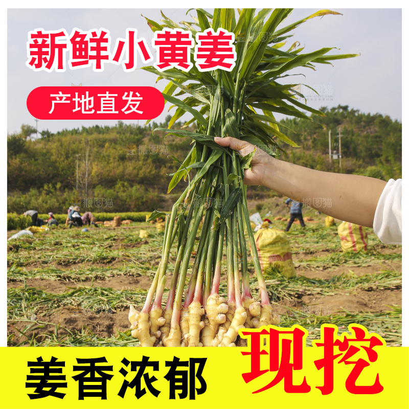 手里拿着新鲜小黄姜