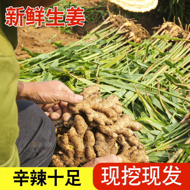 手里拿着新鲜生姜