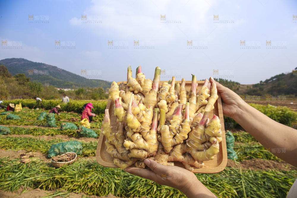 手里拿着新鲜小黄姜