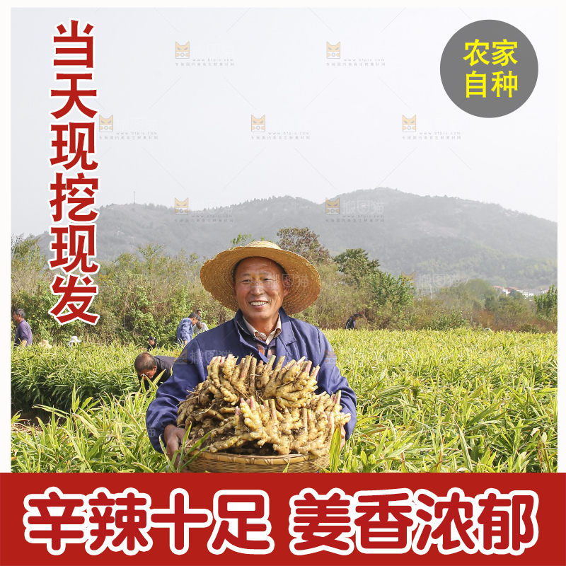 手里拿着新鲜小黄姜