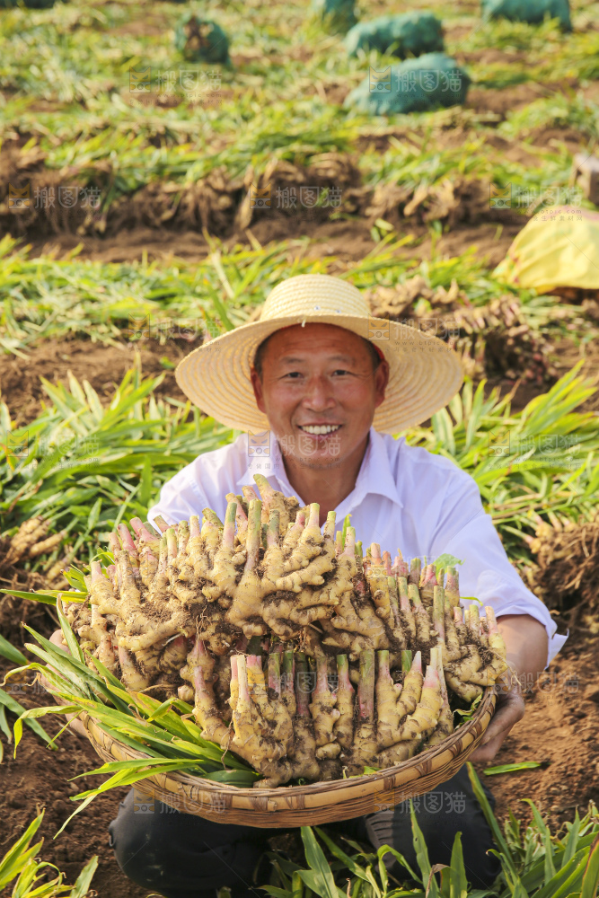 手里拿着新鲜小黄姜