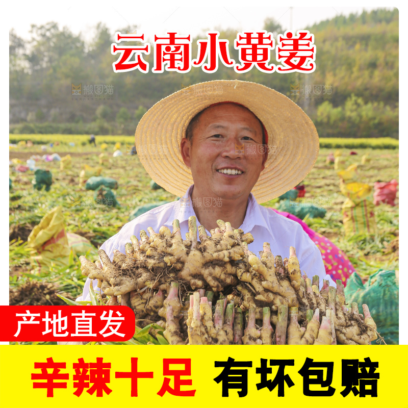 手里拿着新鲜小黄姜