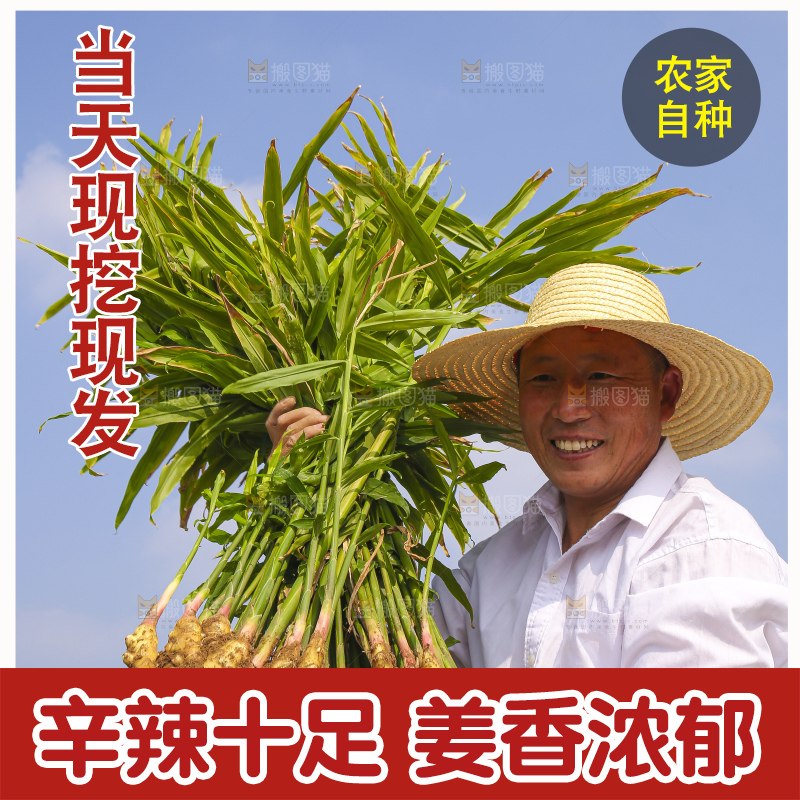 手里拿着新鲜小黄姜