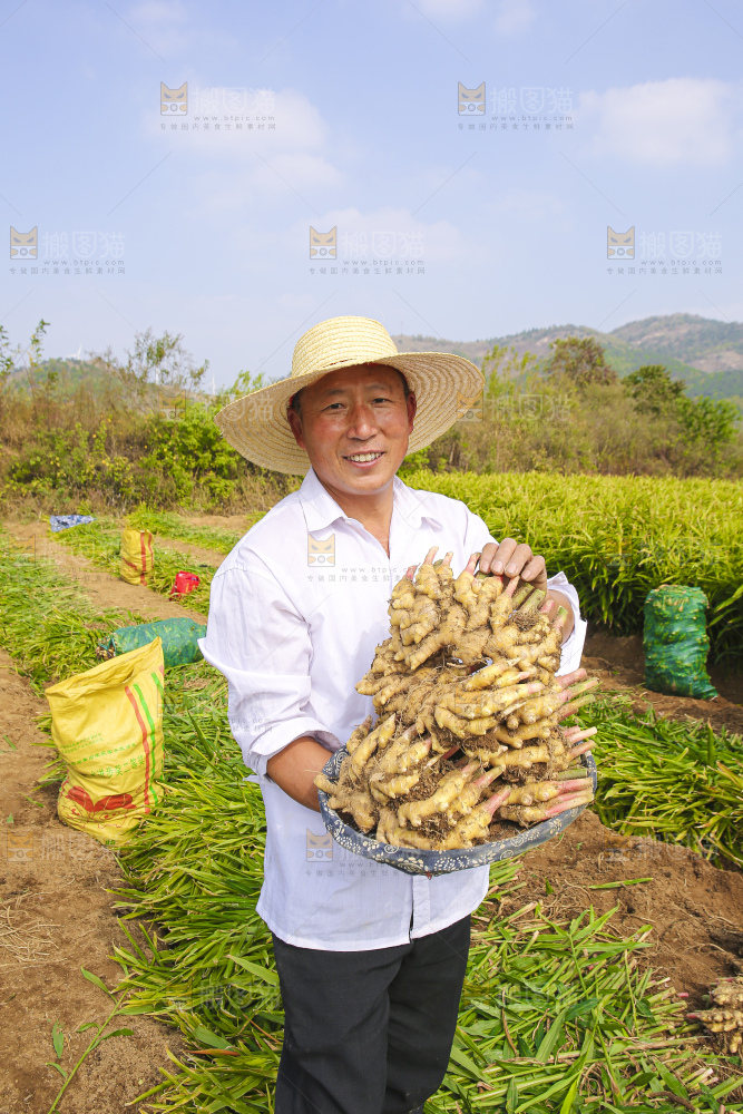手里拿着新鲜小黄姜