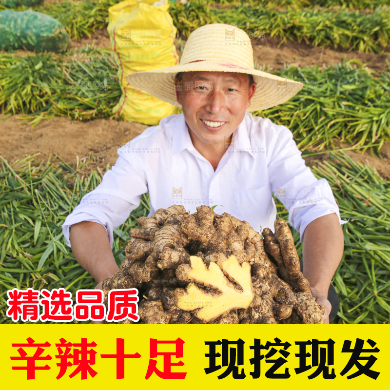 手里拿着新鲜生姜