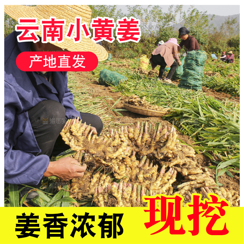 手里拿着新鲜小黄姜