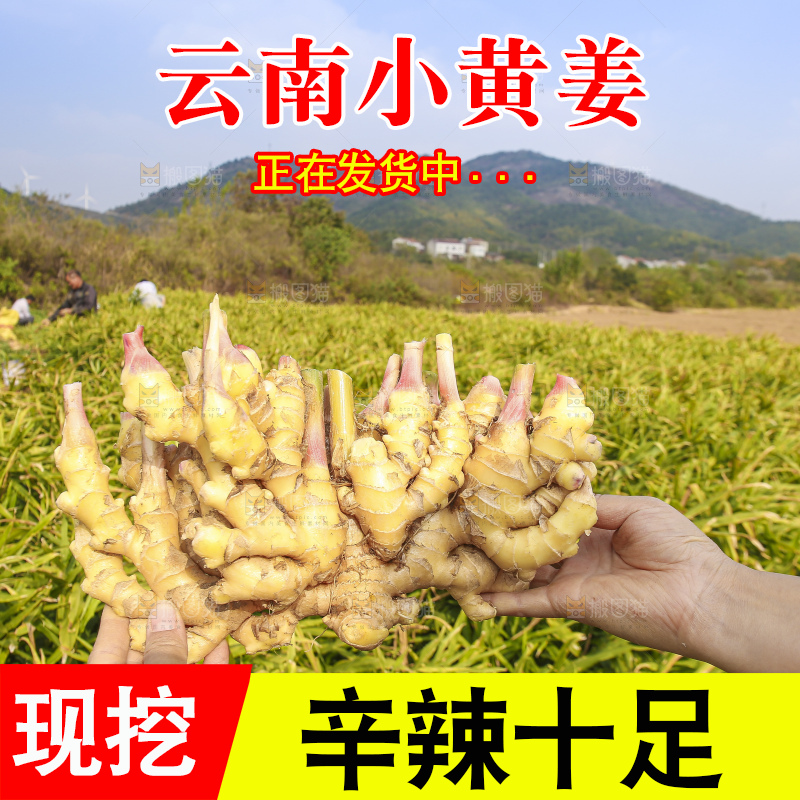 手里拿着新鲜小黄姜