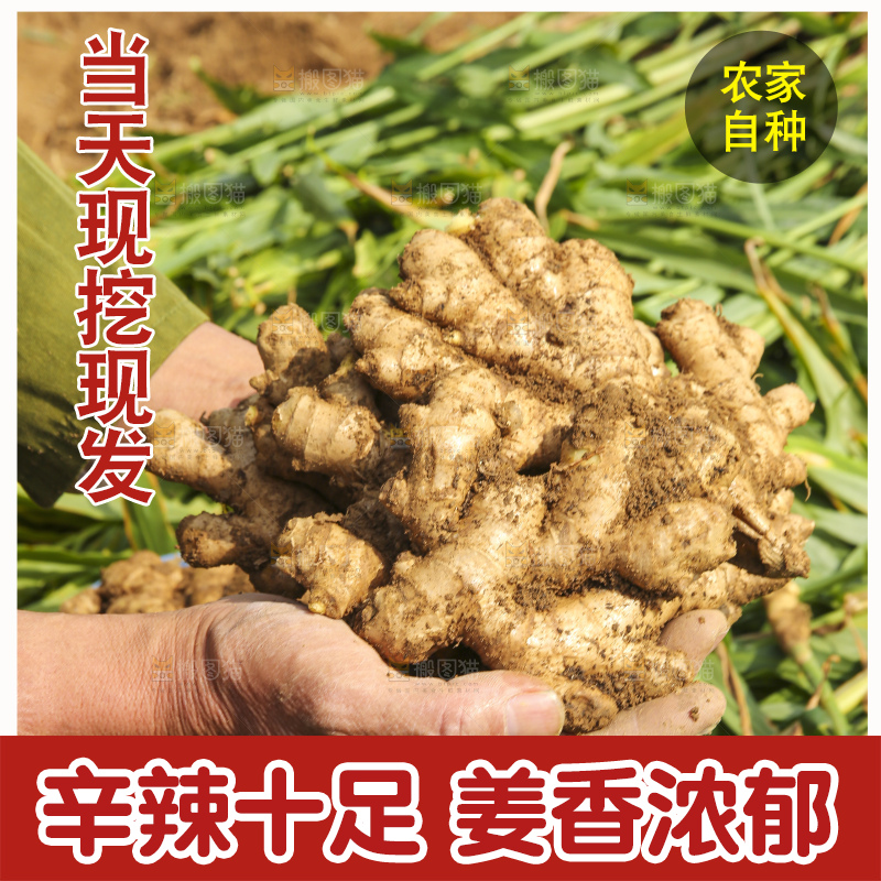 手里拿着新鲜生姜