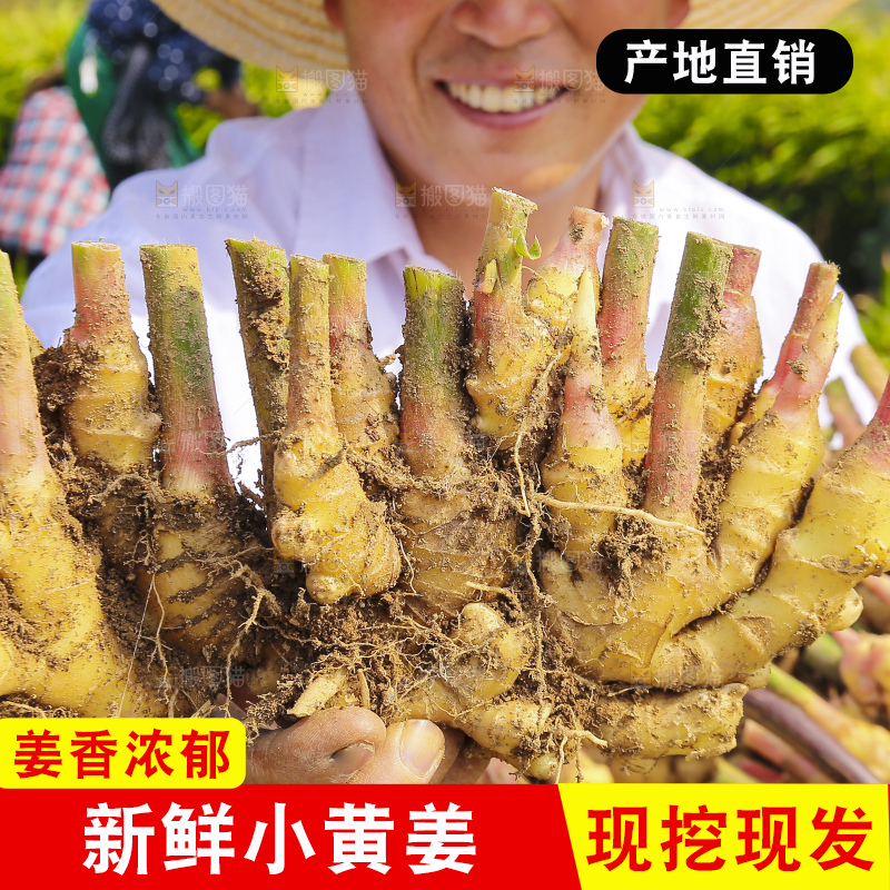 手里拿着新鲜小黄姜