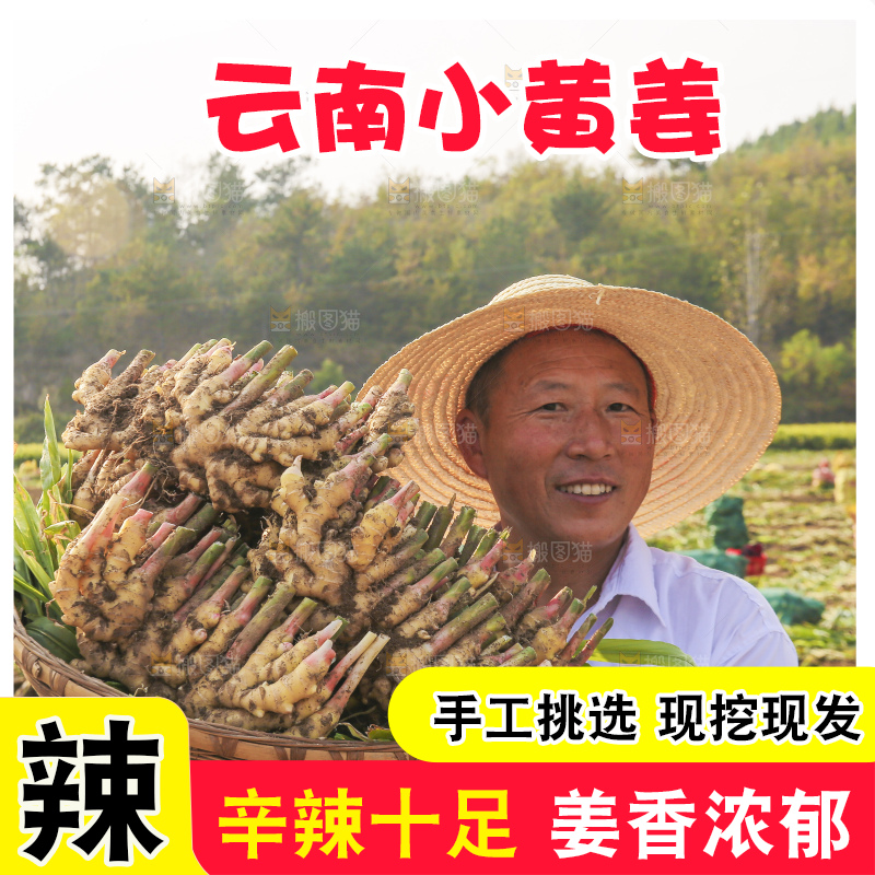 手里拿着新鲜小黄姜