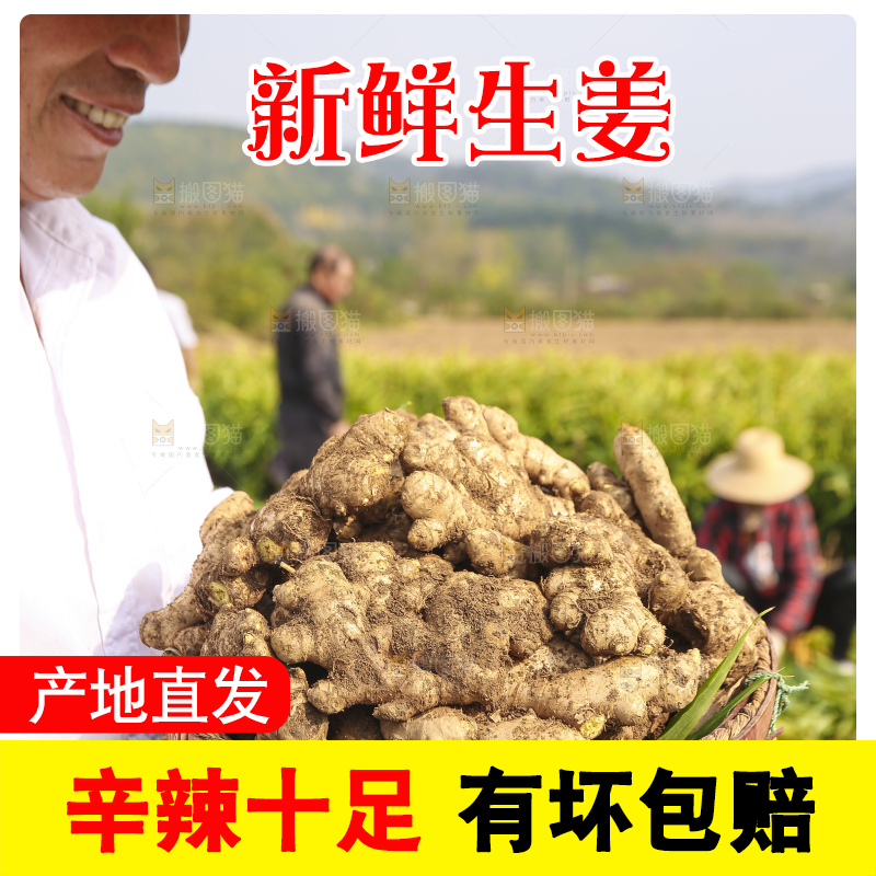 手里拿着新鲜生姜