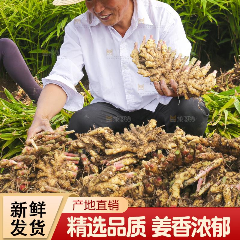 手里拿着新鲜小黄姜