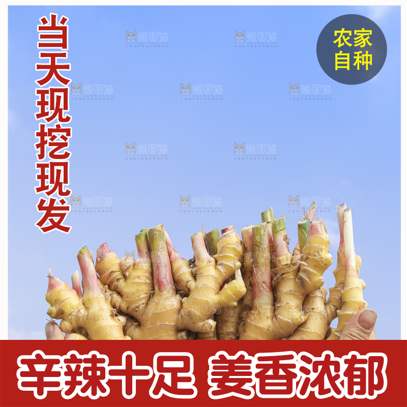 手里拿着新鲜小黄姜