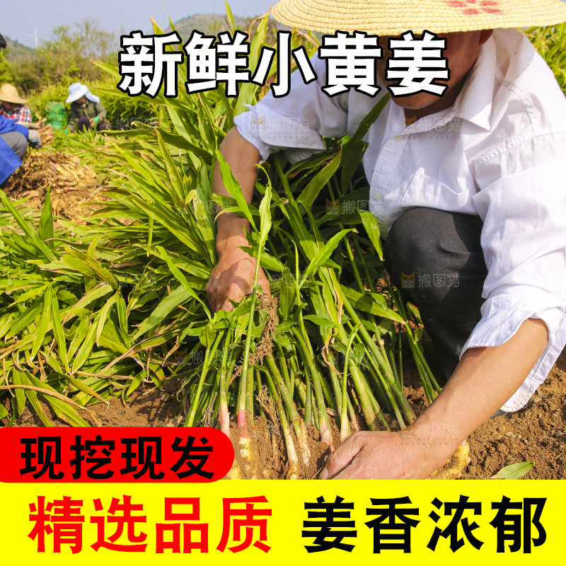 手里拿着新鲜小黄姜