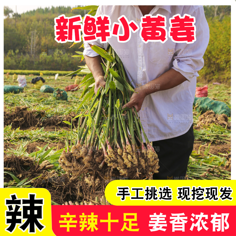 手里拿着新鲜小黄姜