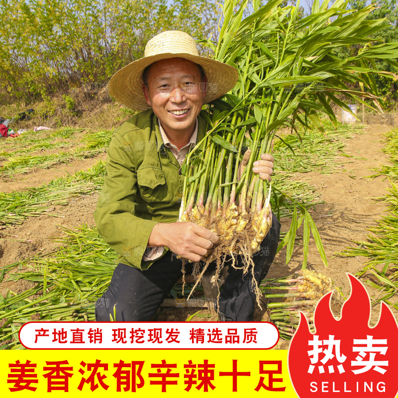 手里拿着新鲜小黄姜