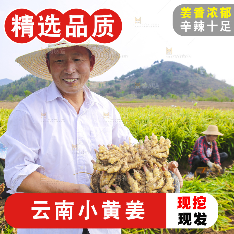 手里拿着新鲜小黄姜