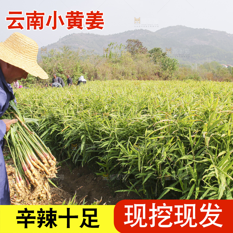 手里拿着新鲜小黄姜