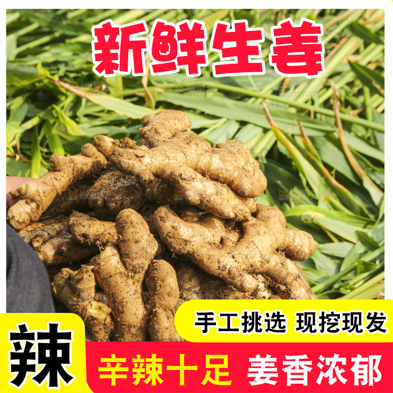 手里拿着新鲜生姜