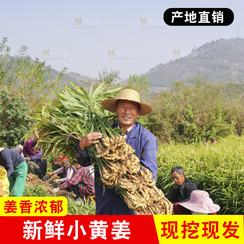 手里拿着新鲜小黄姜