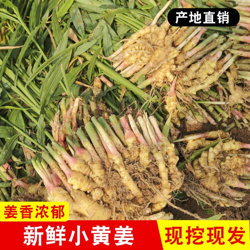 手里拿着新鲜小黄姜