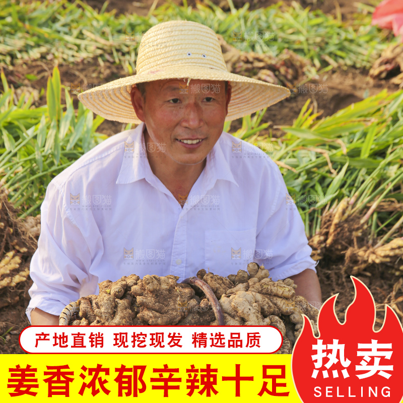 手里拿着新鲜生姜