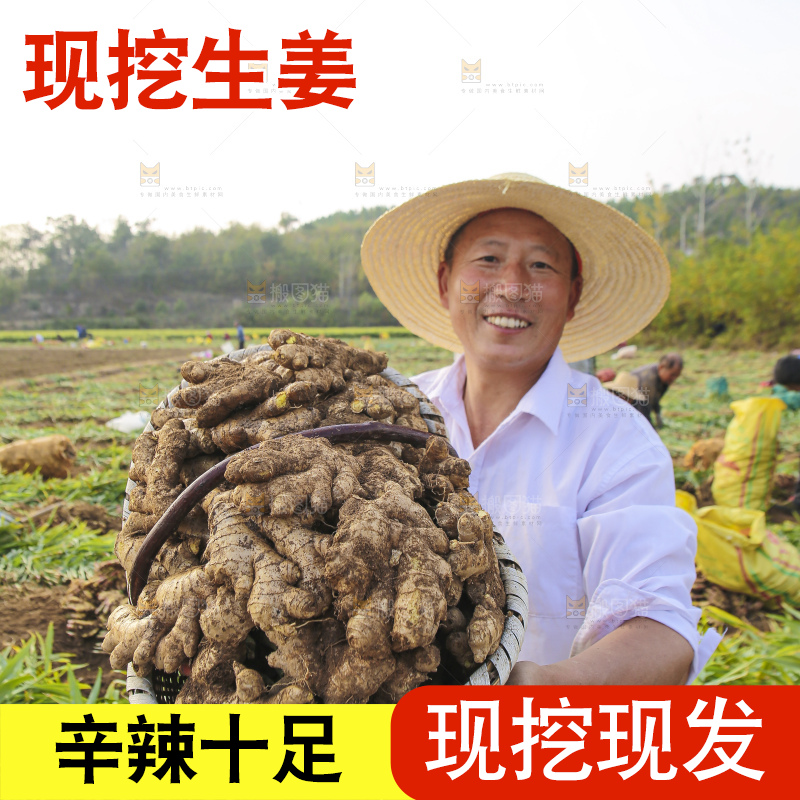 手里拿着新鲜生姜