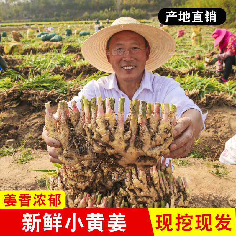 手里拿着新鲜小黄姜