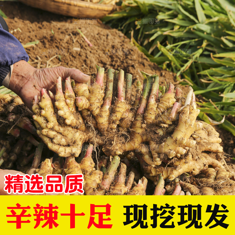 手里拿着新鲜小黄姜