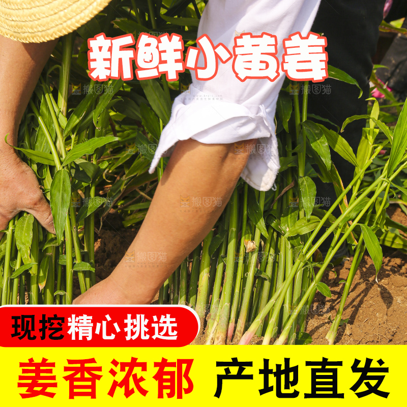 手里拿着新鲜小黄姜