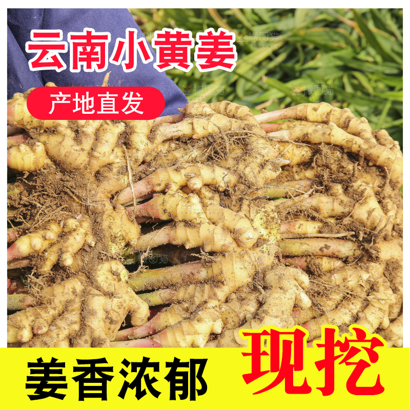 手里拿着新鲜小黄姜