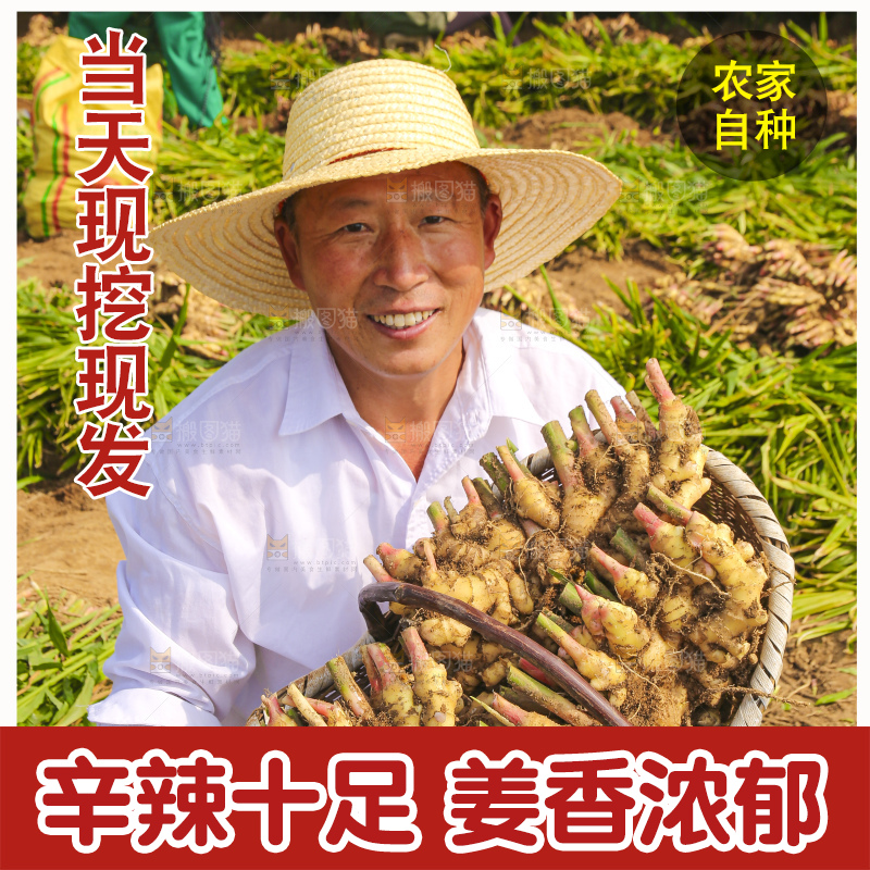 手里拿着新鲜小黄姜
