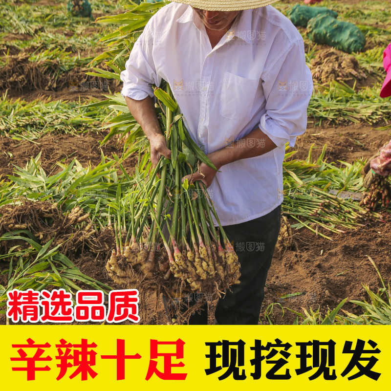 手里拿着新鲜小黄姜