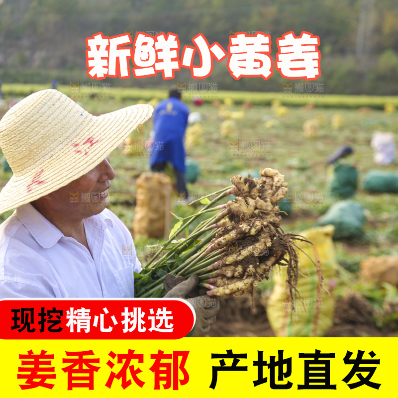 手里拿着新鲜小黄姜