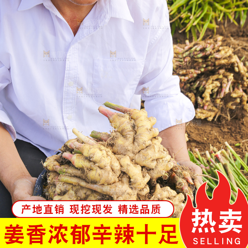 手里拿着新鲜小黄姜