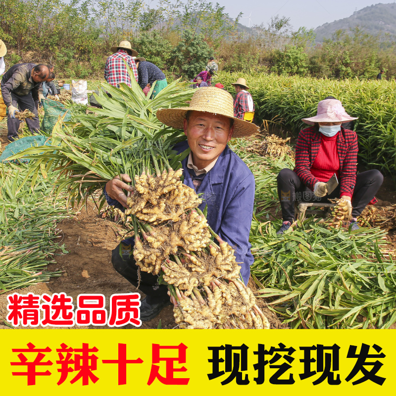 手里拿着新鲜小黄姜