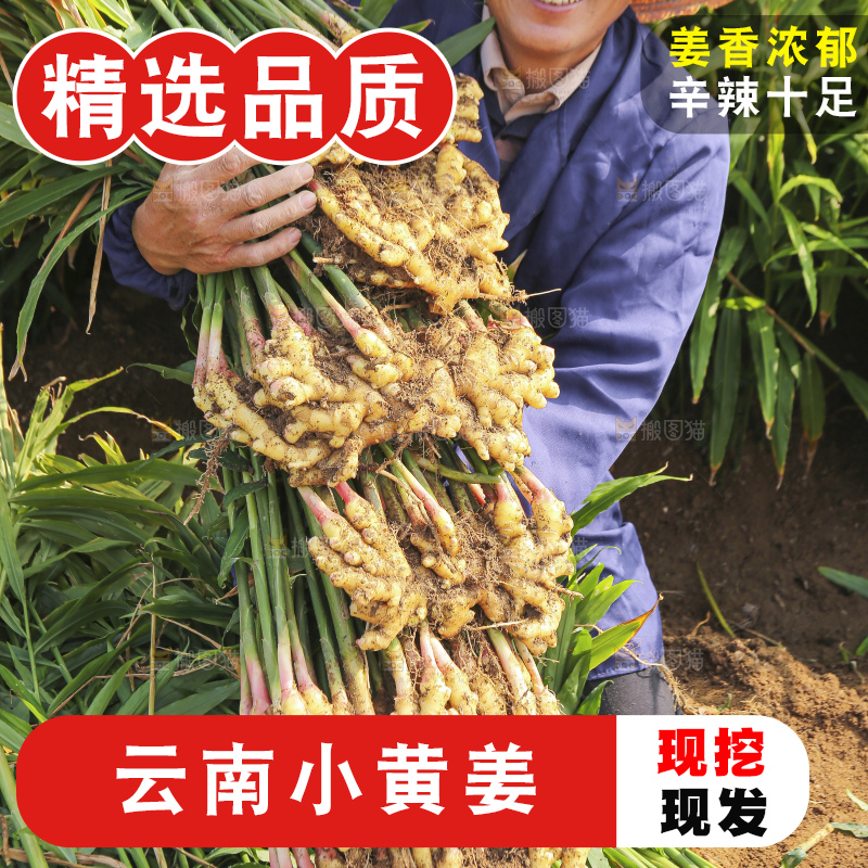 手里拿着新鲜小黄姜