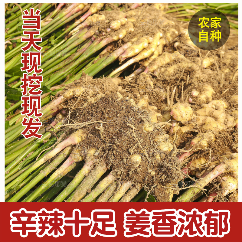 手里拿着新鲜小黄姜