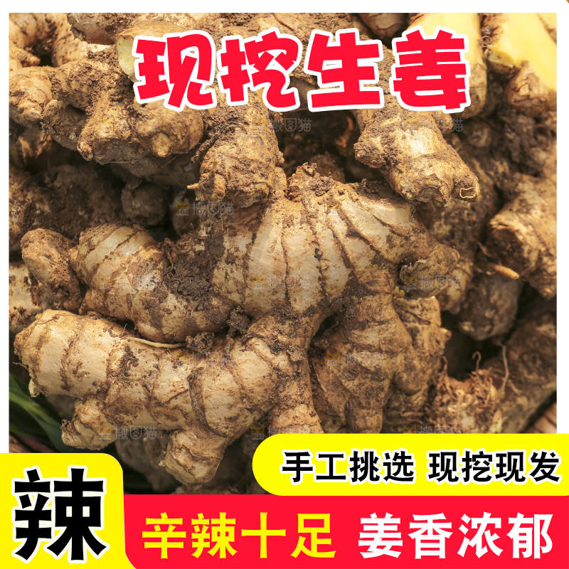 手里拿着新鲜生姜