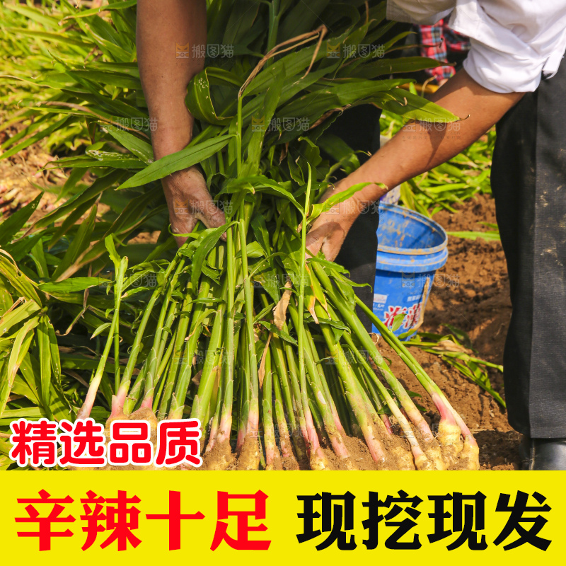 手里拿着新鲜小黄姜