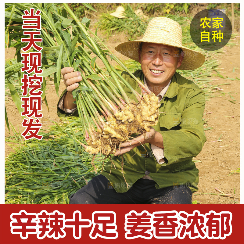 手里拿着新鲜小黄姜