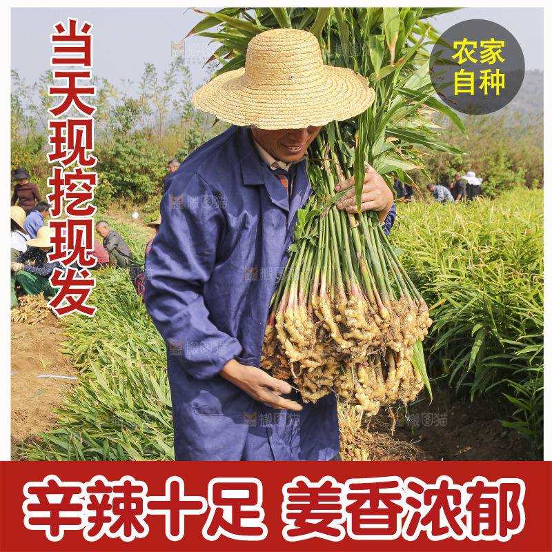 手里拿着新鲜小黄姜