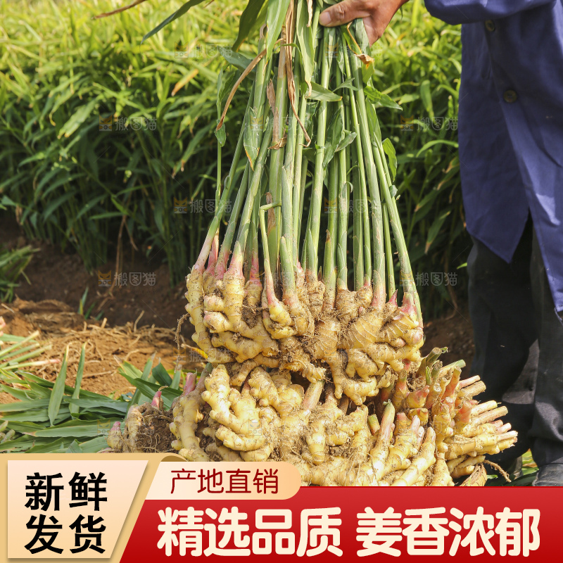 手里拿着新鲜小黄姜