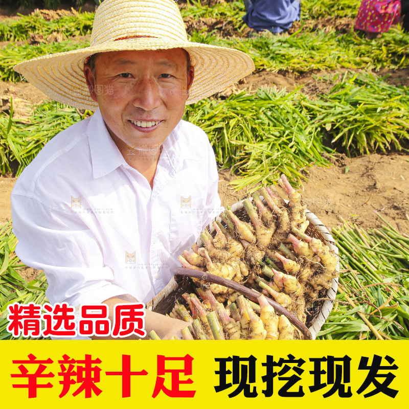 手里拿着新鲜小黄姜