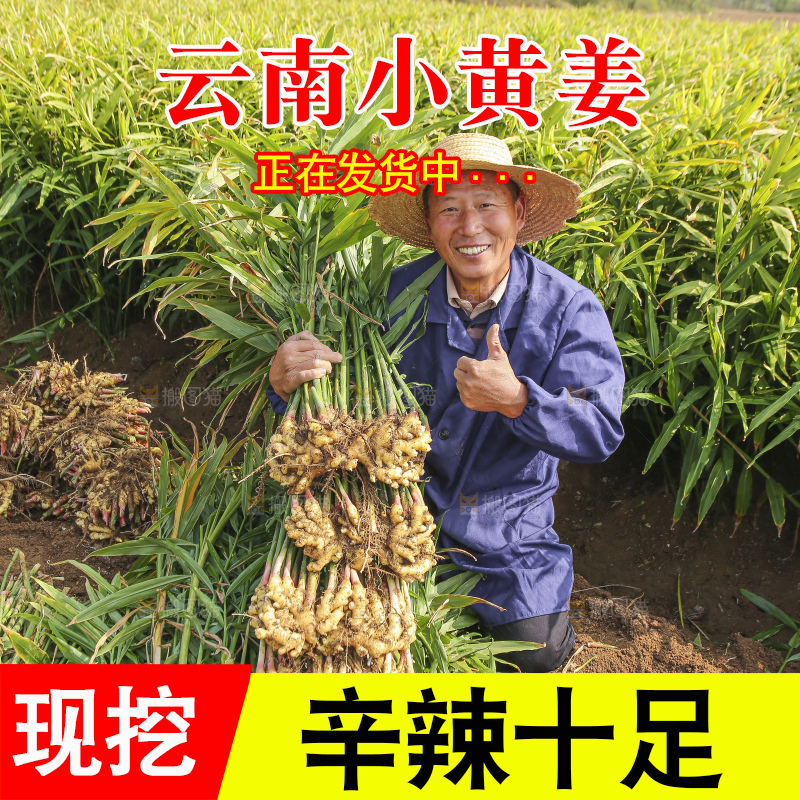 手里拿着新鲜小黄姜