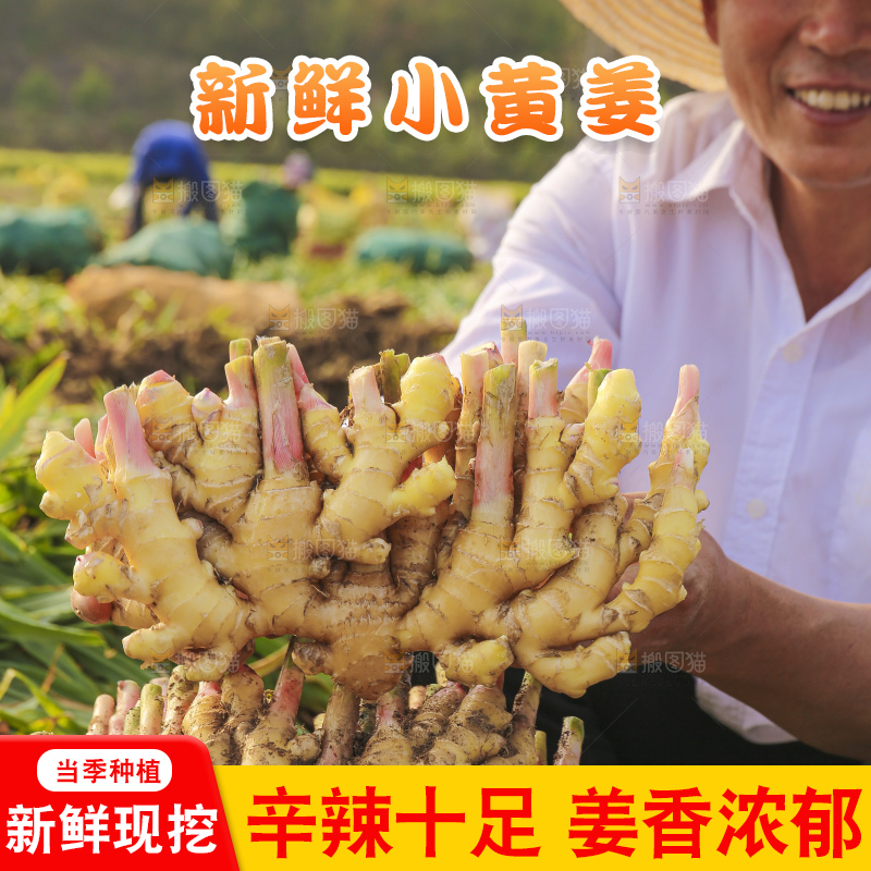 手里拿着新鲜小黄姜