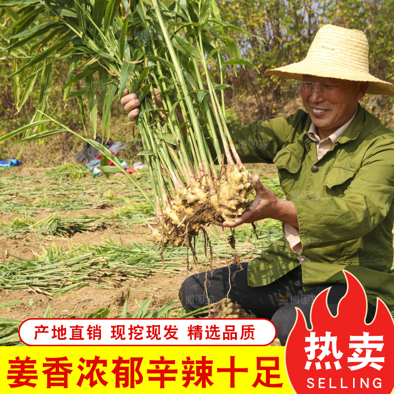 手里拿着新鲜小黄姜